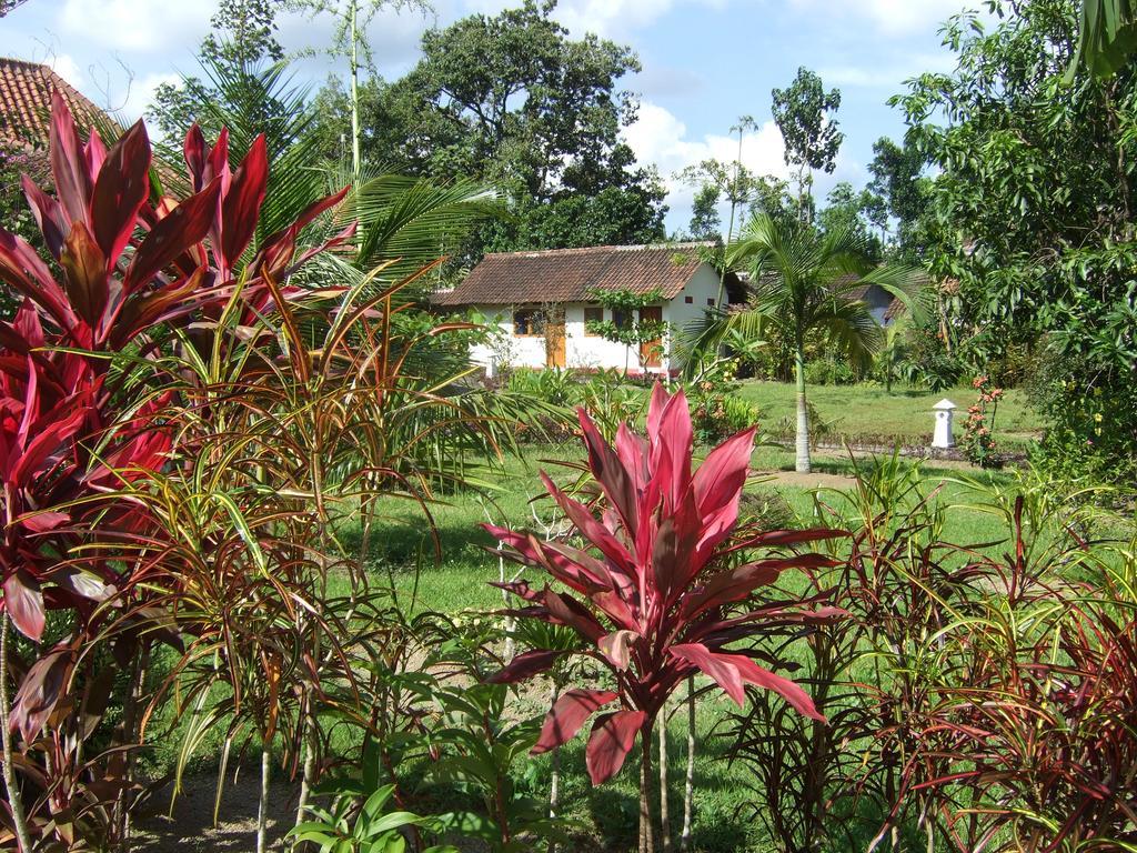 Guesthouse Rumah Senang Kalibaru Buitenkant foto